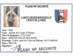 FLASH SECURITE 31000