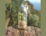 Photo BABYPLANTE.FR (SARL FANTAS)