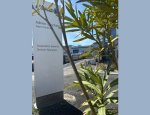 ALLIANZ BUSCHINO ADRIEN AGENT GENERAL 17300